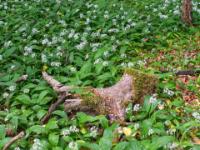 Bemooster Wurzelstock im blühenden Bärlauch